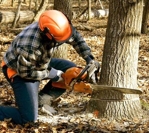 Tree Removal in Swan Lake, NY